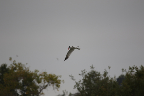 iNaturalist observation photo of Caspian Tern