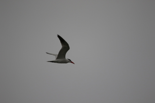 iNaturalist observation photo of Caspian Tern