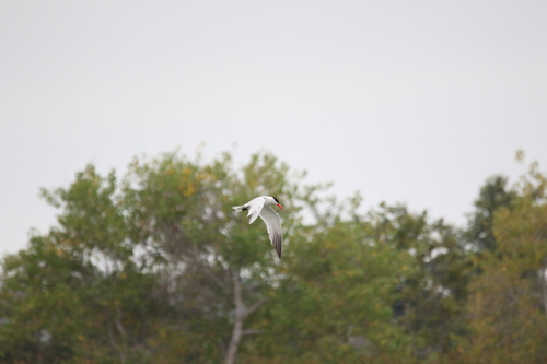 iNaturalist observation photo of Caspian Tern