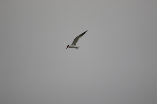 iNaturalist observation photo of Caspian Tern