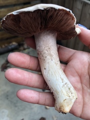 Agaricus campestris