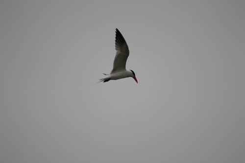 iNaturalist observation photo of Caspian Tern