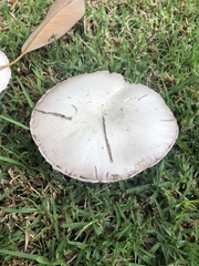 Agaricus campestris