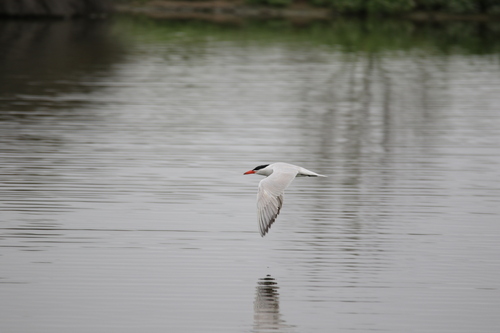 iNaturalist observation photo of Caspian Tern