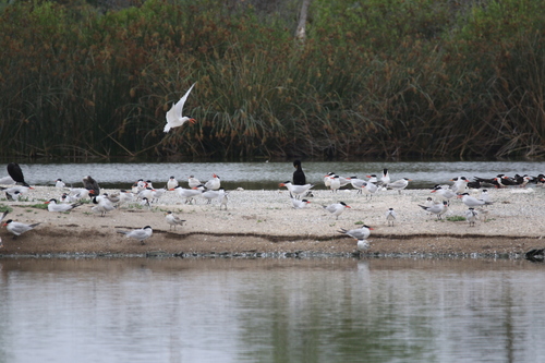 iNaturalist observation photo of Caspian Tern