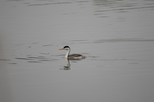 iNaturalist observation photo of Clark's Grebe