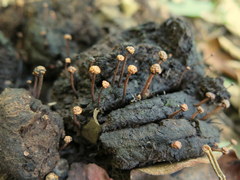 Podosordaria