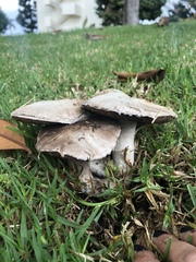 Agaricus campestris
