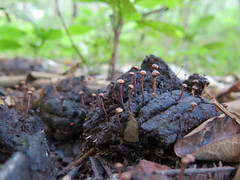Podosordaria