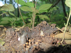 Podosordaria