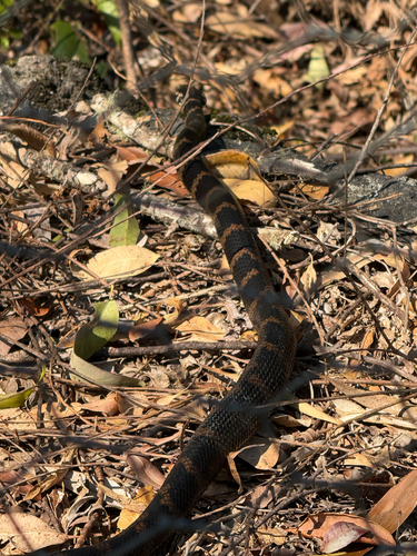 Stephens' Banded Snake sighting