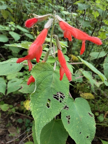 Chia Sage (Salvia gesneriiflora)