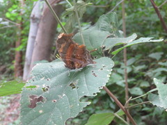 Consul fabius cecrops