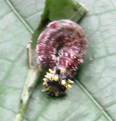 Consul fabius cecrops