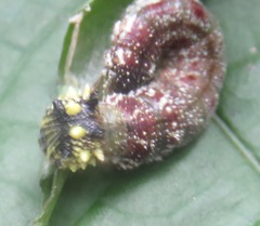 Consul fabius cecrops