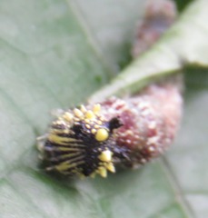 Consul fabius cecrops