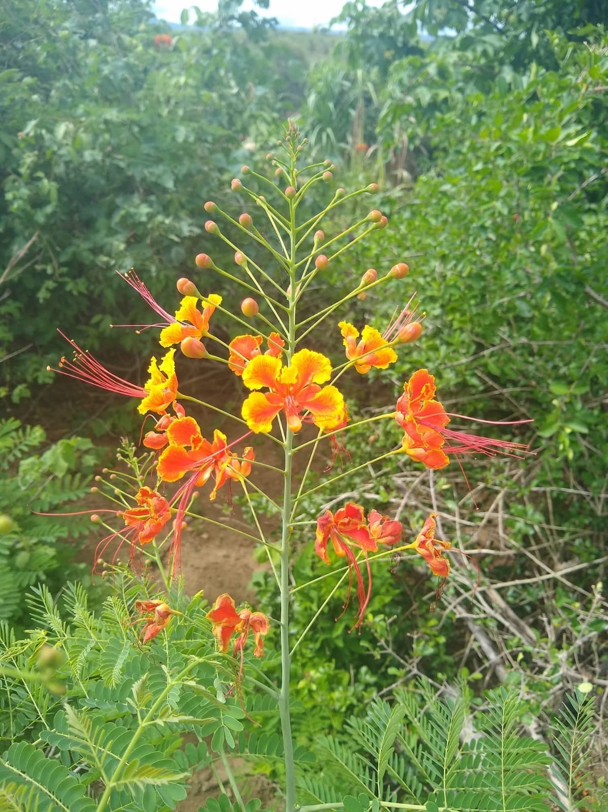 Caesalpinia pulcherrima