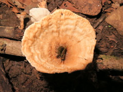 Cymatoderma
