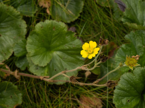 Geum radiatum, photograph 5