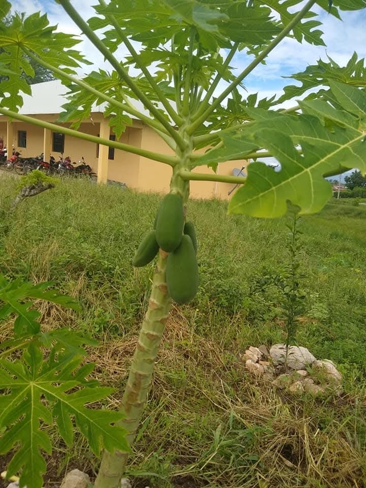 Carica papaya