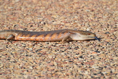 Tiliqua scincoides intermedia