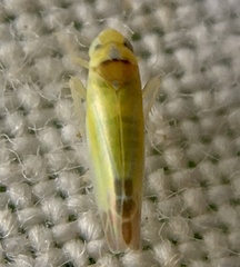 Lindbergina aurovittata