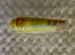 Lindbergina aurovittata