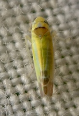 Lindbergina aurovittata
