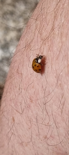 Asian Lady Beetle