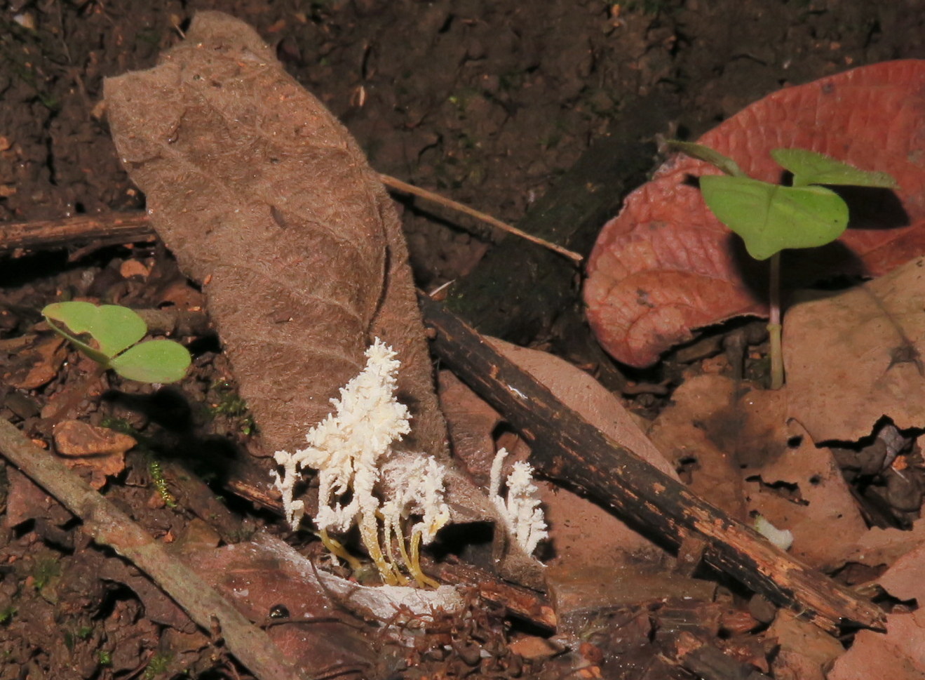 Isaria tenuipes image