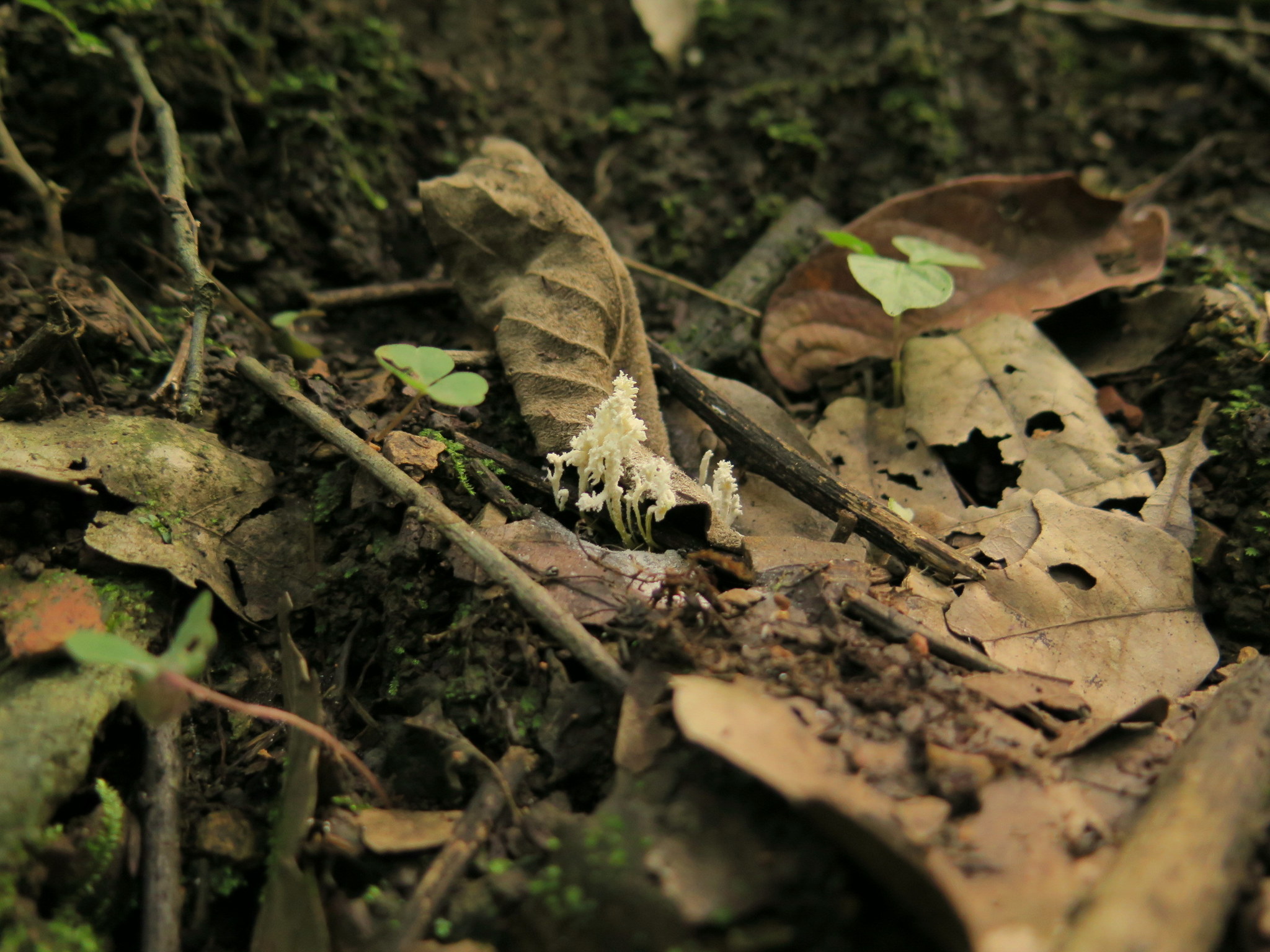 Isaria tenuipes image