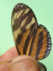 Eueides isabella eva