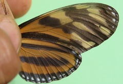 Eueides isabella eva