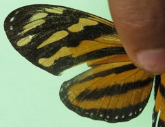 Eueides isabella eva