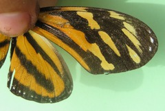 Eueides isabella eva