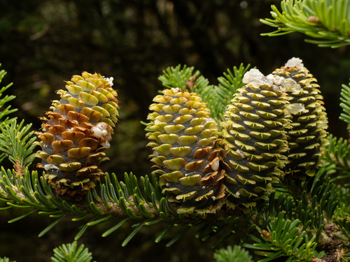 Fraser fir (Abies fraseri)
