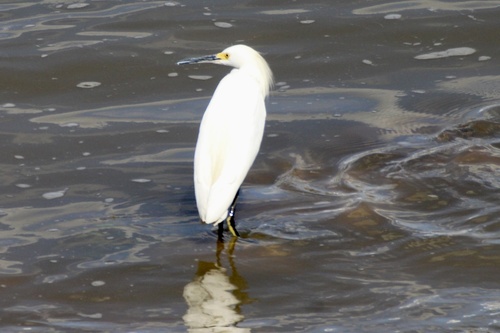 Snowy Egret photographed in Arkansas