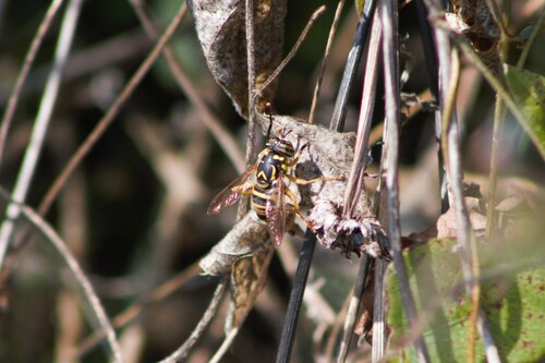Unknown species found near Morgan County, MO, USA