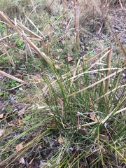 Juncus gerardii gerardii