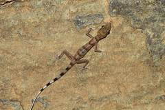 Asaccus gallagheri
