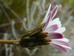 Gerbera serrata