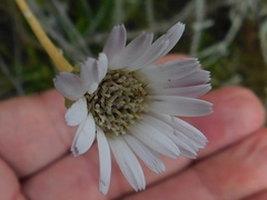 Gerbera serrata