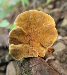 Phylloporia