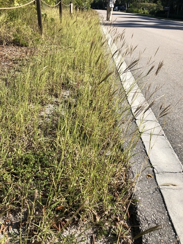 Bothriochloa pertusa