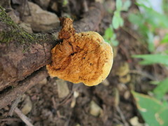 Phylloporia