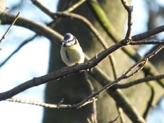 Cyanistes caeruleus