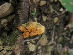 Phylloporia
