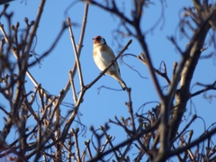 Carduelis carduelis