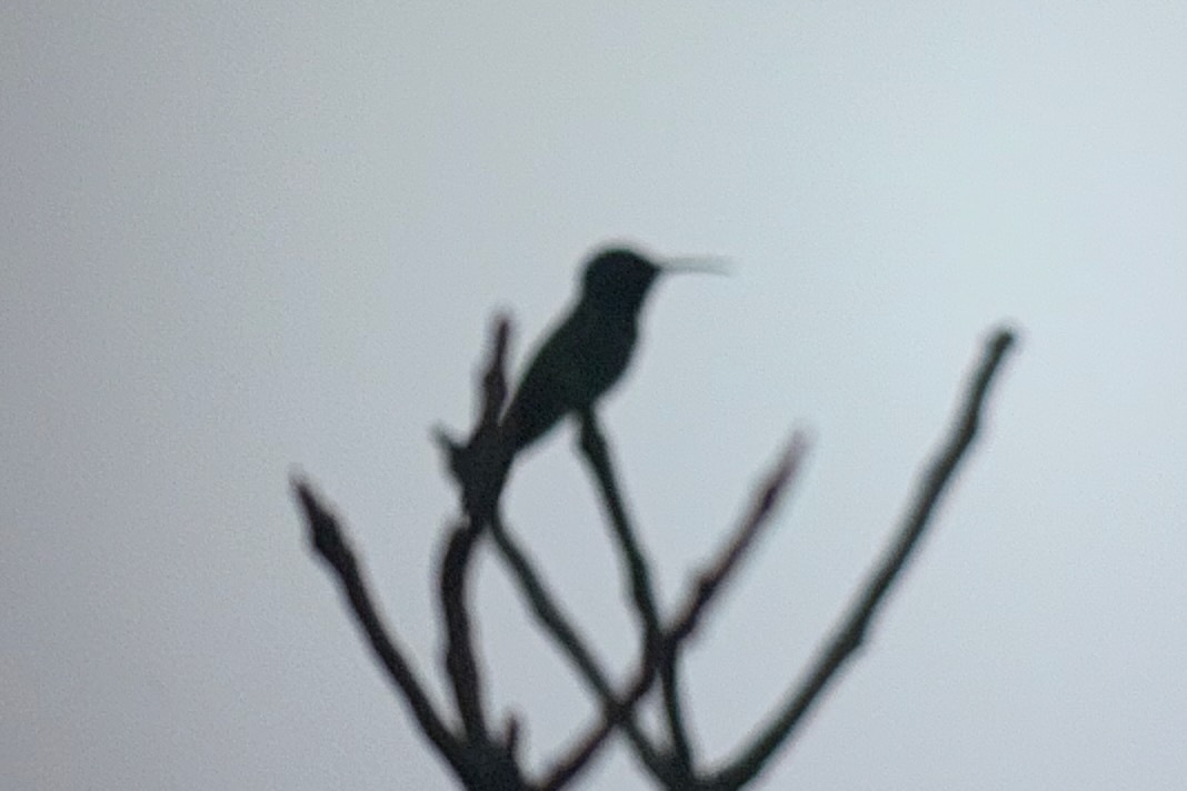 Veraguan Mango (Anthracothorax veraguensis), photo 6
