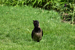 Corvus cornix